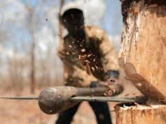 В Харьковской области "черные лесорубы" уничтожили деревья в защитной лесополосе