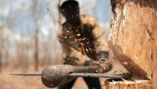 На Харківщині "чорні лісоруби" знищили дерева у захисній лісосмузі 