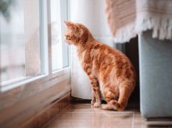 Облачно и дождь: какая погода ожидается в Харькове 22 сентября