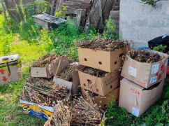 В Харьковской области женщина вырастила "плантацию" снотворного мака