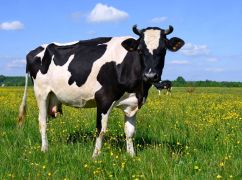 Харьковская коровка Варяжка второй раз стала самой продуктивной в Украине