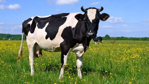 Харківська корівка Варяжка вдруге стала найпродуктивнішою в Україні