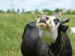 На Харківщині у бичка виявили сказ: у селі ввели карантин