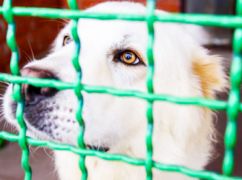 Харьковчан возмутил отлов собак вблизи рынка: Официальный ответ коммунальщиков