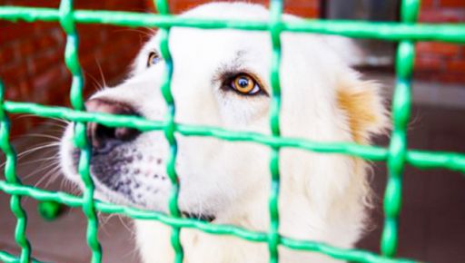 Харьковчан возмутил отлов собак вблизи рынка: Официальный ответ коммунальщиков