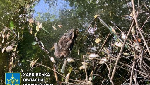 Масовий мор риби під Харковом: Поліція встановлює причини