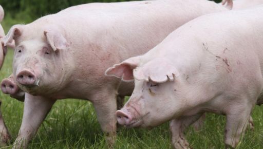 На Харківщині в одній з громад - спалах африканської чуми свиней