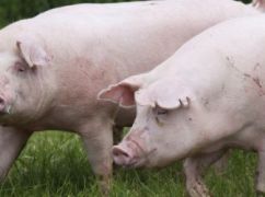Неподалік Харкова - спалах африканської чуми свиней