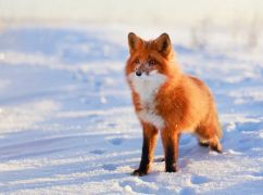 Що чекає на Харків 13 грудня: прогноз погоди