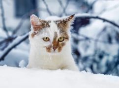 Погода в Харькове 13 февраля: что прогнозируют синоптики