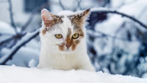 Погода у Харкові 13 лютого: що прогнозують синоптики