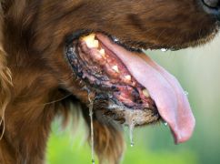 На Харківщині зафіксували новий випадок сказу: заражену собаку знайшли мертвою