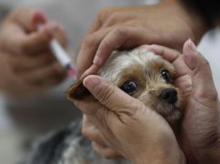 Безкоштовна вакцинація тварин проти сказу: У Харкові оприлюднили додатковий графік