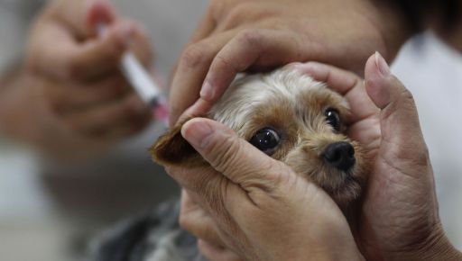 Бесплатная вакцинация животных против бешенства: В Харькове обнародовали дополнительный график