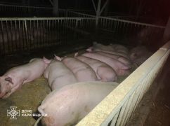 Россияне атаковали дронами ферму в Харьковской области: погибли около 60 свиней