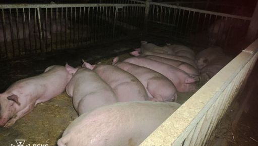 Росіяни атакували дронами ферму на Харківщині: загинуло близько 60 свиней