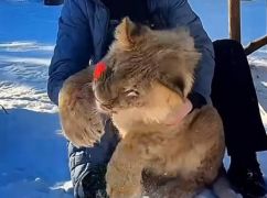 Свято для харківського лева: як Екопарк привітав 7-місячного хижака