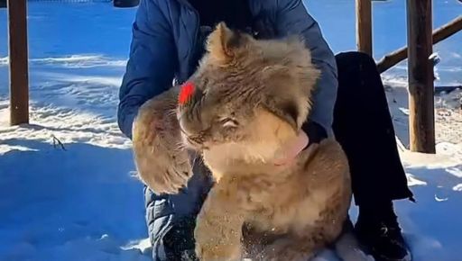 Свято для харківського лева: як Екопарк привітав 7-місячного хижака