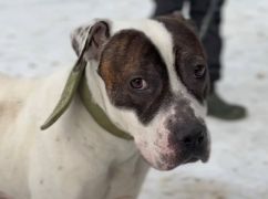 Приняла участие в Харьковском контрнаступлении: военные ищут семью для своей бойцовской собаки