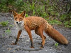 В Харьковской области бешеная лиса подралась с домашним псом: хищника убили