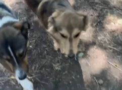На Харківщині шукають родину для песиків, які прийшли за порятунком до військових