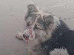 В Харьковской области пес с дырой в носу пришел искать помощи в магазин