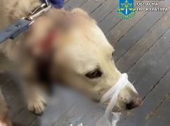У Харкові п'яний чоловік порізав ножем безпритульного собаку і залишив стікати кров'ю