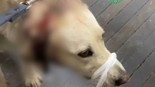 В Харькове пьяный мужчина порезал ножом бездомную собаку и оставил истекать кровью