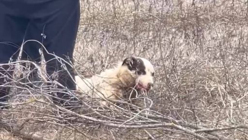На Харківщині врятували пса, який заплутався у протипіхотній сітці