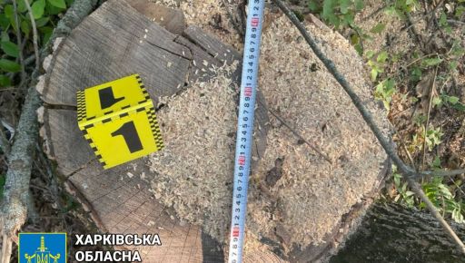 На Харьковщине черный лесоруб уничтожил деревья на полмиллиона гривен