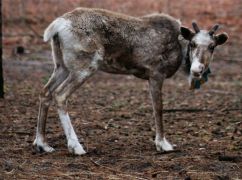 У харківському Екопарку створять хоспіс для тварин, постраждалих через війну