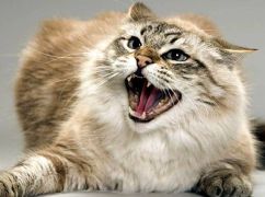 На Харьковщине бешеная кошка поцарапала ребенка и искусала владелицу