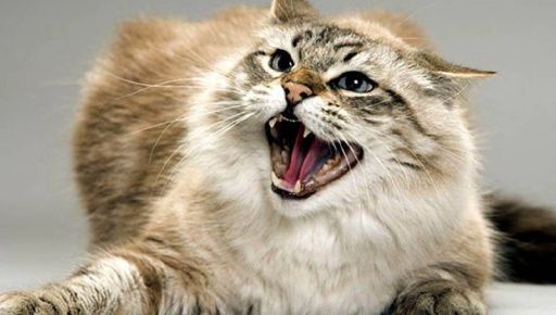 На Харьковщине бешеная кошка поцарапала ребенка и искусала владелицу