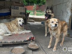 На Харківщині з-під обстрілів вивезли тварин із притулку