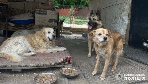 В Харьковской области из-под обстрелов вывезли животных из приюта