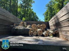 Нищили ліс на Харківщині: Справу "чорних лісорубів" із Полтавської області розгляне суд