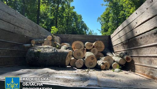 Уничтожали лес на Харьковщине: Дело "черных лесорубов" из Полтавской области рассмотрит суд