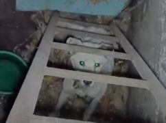 Три дня в ловушке: на Харьковщине зоозащитники вытащили из погреба травмированную собаку