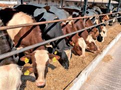 Гуманитарная катастрофа на Харьковщине: тысячами умирают коровы