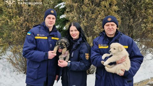 В Харьковской области бойцы ГСЧС спасли двух щенков