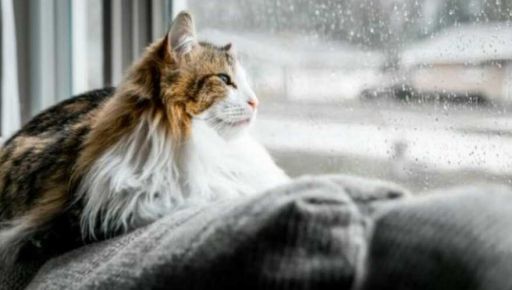 Що чекає на Харків 5 грудня: прогноз погоди