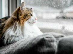 Харків накриють дощі: якою буде погода 14 липня