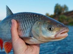 В Харьковской области схватили браконьера, который "нарыбачил" более чем на 120 тыс. грн