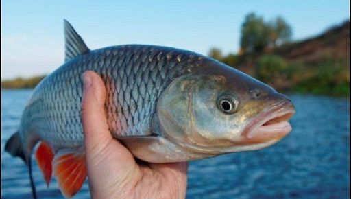 В Харьковской области схватили браконьера, который "нарыбачил" более чем на 120 тыс. грн