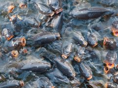 В Харьковской области в одно из крупнейших водохранилищ выпустили 14 тонн рыбы