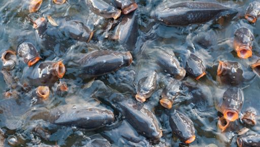 На Харківщині в одне з найбільших водосховищ випустили 14 тонн риби