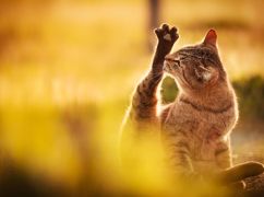 Що чекає на Харків 29 жовтня: прогноз погоди