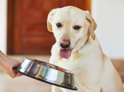 Норми годування собаки