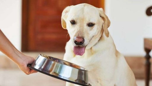 Норми годування собаки