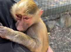 Со сломанными руками и травмой головы: из контактного зоопарка в Харькове спасли обезьянку